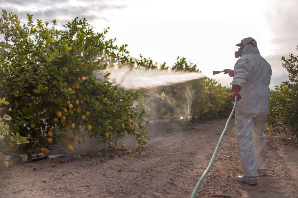 Best Local Pest Control Services  in Bishop, TX