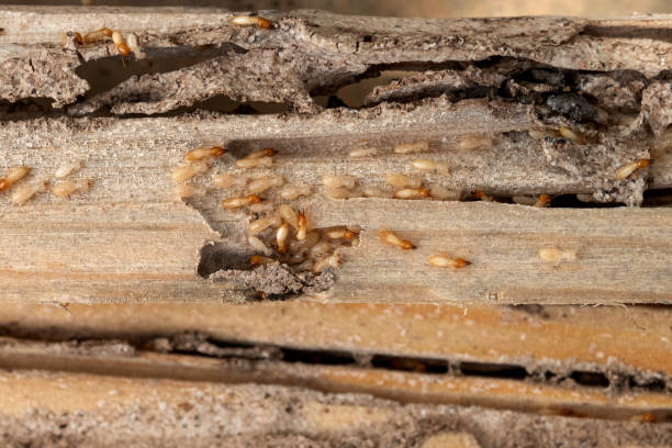 Best Wasp Removal Services  in Bishop, TX