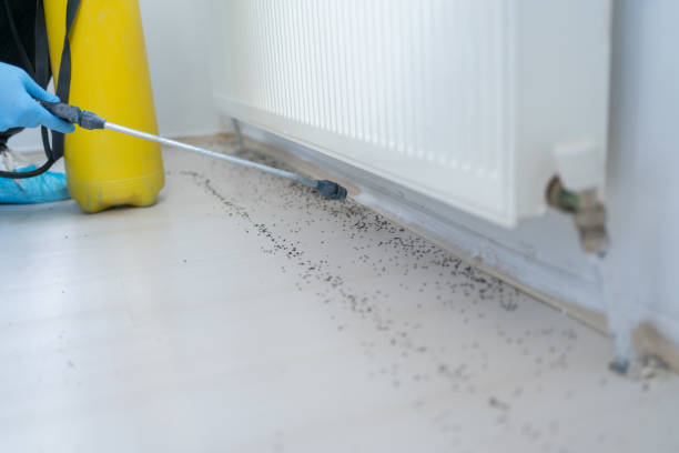 Best Termite Control Services  in Bishop, TX